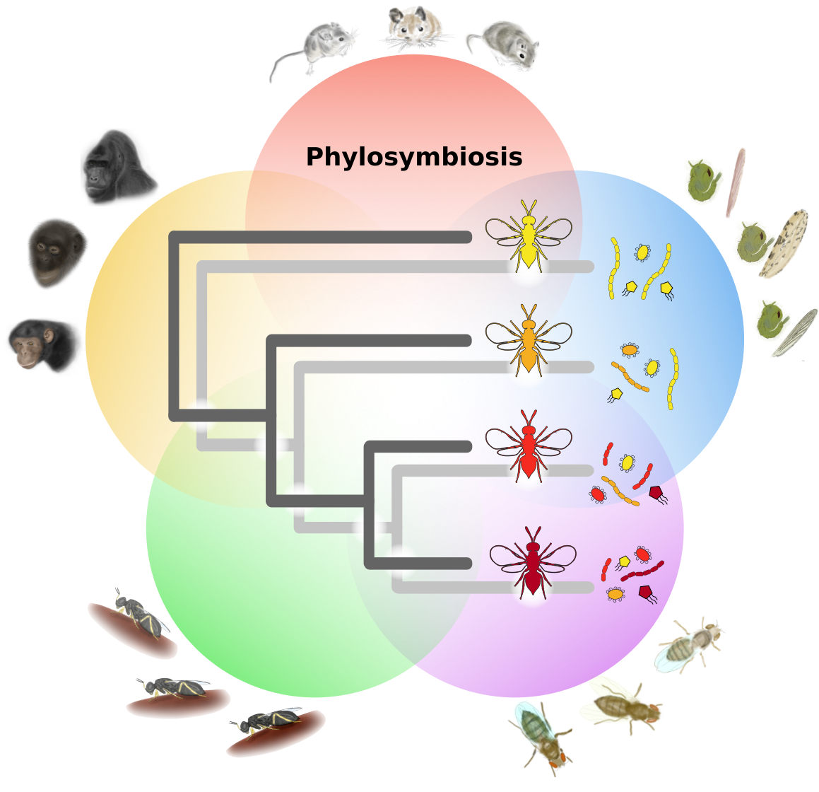 phylosymbiosis